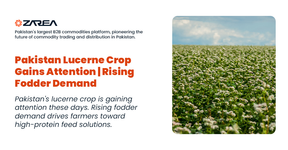 Pakistan Lucerne Crop Gains Attention | Rising Fodder Demand